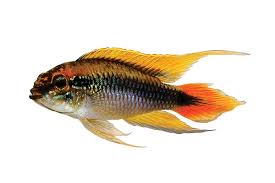 South american cichlids, central american cichlids, dwarf south american cichlids & north american cichlids form a wonderful group of fish known as new world cichlids. Dwarf South American Cichlid Care Sheet