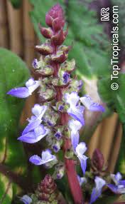 Image result for Coleus scutellarioides