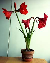 Pflegeanleitung von amaryllis im topf. Amaryllis Als Schnittblume In Glas Oder Vase Plantura