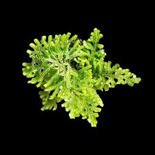 Image result for Selaginella vogelii