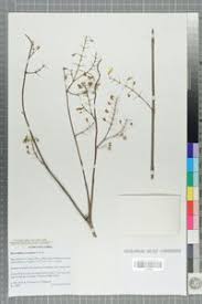 Image result for Coleus esculentus