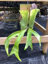 Image result for Platycerium stemaria