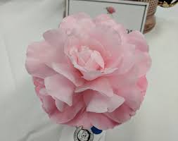 Camellia Japonica Bev Ritter Camellia Japonica All About Plants