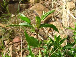 Image result for Megalochlamys