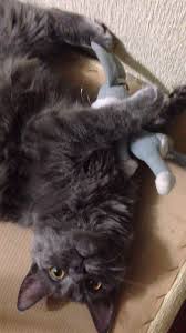 Pin By Emre Semih On Cute Kittens Kittens Cutest Cat Breeds Nebelung