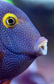 Image result for Oxyanthus strigosus