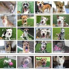 Urgent Rescue Needed These Are The Big Dogs That Are In Trouble At Oc Animal Care They Have Been At The Shelter For Months As Big Dogs Animals Cool Pets