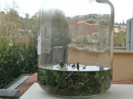 Vanta un'antichissima tradizione popolare, che affonda le sue radici nella. Liquore Di Foglie Di Mirto Veganblog Ricette E Prodotti Dal Mondo Vegan
