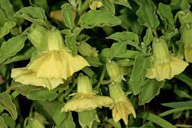 Image result for Physalis viscosa