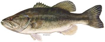 Largemouth Bass