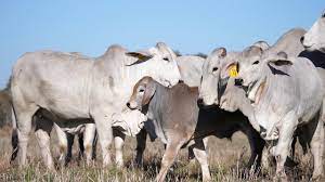Adverts are removed on the last monday of the month when new ones are placed / die laaste maandag van die maand word advertensie verwyder, of nuwes word geplaas. Brahman Breeding In South Africa Sa Brahman Youtube