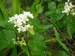 Image result for Dombeya acutangula