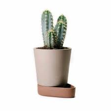 You can also grow a cactus from a seed, but the success rate here is lower and it will take much longer for the plant to grow. Art And Design Green With Purpose