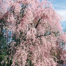 There are various types of weeping cherry trees, but all of them have pendulous branches and dark green leaves. Weeping Cherry Flowering Tree Weeping Cherry Tree Flowering Cherry Tree Flowering Trees