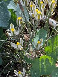 Image result for Albuca sp. no. 1
