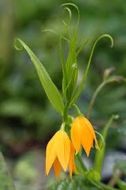 Image result for Littonia modesta