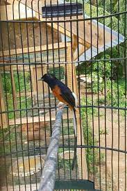 Burung cendet pun dapat menirukan beberapa kicau burung lain. Burung Peliharaan Kesukaan Yang Ada Di Rumah Steemkr