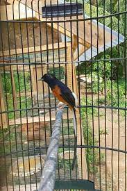 Apakah burung peliharaan anda sedang sakit? Burung Peliharaan Kesukaan Yang Ada Di Rumah Steemkr