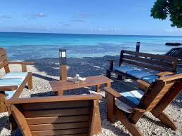 Image result for Faroa affinis