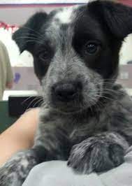 Effective immediately, luxury puppies is proud to offer free home delivery for all puppies purchased online. Blue Heeler Border Collie Mix Smokey Blue Heeler Puppies Heeler Puppies Austrailian Cattle Dog