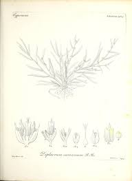 Image result for Diplacrum africanum