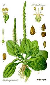 Image result for Plantago palmata
