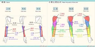 Learn more about the structure of arm muscle using these printable arm muscles diagrams! Pin2d On Twitter Pin2d Presents Learning Arm Muscles Basic Anatomy About Arms I Know It S Very Complicated But We Made It Easier To Understand Full Tutorial Https T Co Yrhwub0q8j Pin2d Drawingtutorial Arm Anatomy Https T Co Qviucayjlq