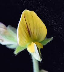 Image result for Rhynchosia totta