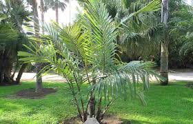 In fact, it is more closely related to desert plants in the agave and yucca genera (such as joshua trees). Top 17 Small Or Dwarf Palm Trees With Identification Guide Pictures
