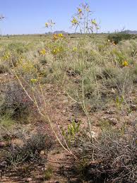 Image result for Cleome angustifolia