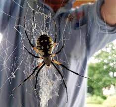 Get directions, reviews and information for viking pest control in audubon, nj. Viking Pest Control 449 W Nicholson Rd Audubon Nj Pest Control Mapquest