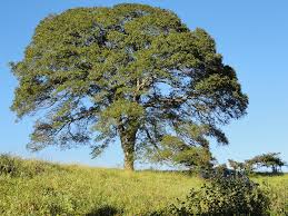 Image result for Tinnea apiculata