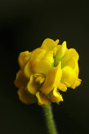 I fiori spontanei di acuto fr i fiori gialli del topin flickr. Trifoglio Fioritura Primo Piano Giallo Fiori Selvatici Pikist