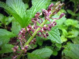 Image result for Liparis nervosa