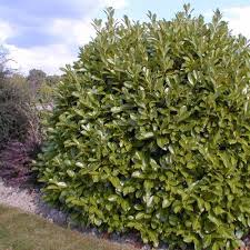 We did not find results for: Laurier Palme Vente Laurier Palme Prunus Laurocerasus Rotundifolia