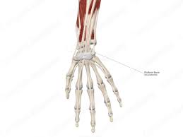 Image result for Pisiform Bone