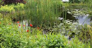 Die Besten Teichpflanzen Fur Jede Wassertiefe Teichpflanzen Naturteich Gartenteich