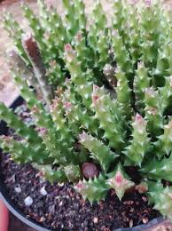 Image result for Orbea variegata