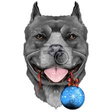 Niculaes gheorghe, agroind com, jud. Hund Rassen Der Amerikanischen Pit Bull Terrier Grau Farbe Kopf Wandposter Poster 2018 Pitbull Schone Myloview De