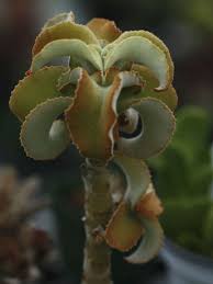 Kalanchoe Beharensis Brown Dwarf Dwarf Velvet Elephant Ear Is A Smaller Leaf Form Of The Otherwise Slow Succulents Cacti And Succulents Carnivorous Plants