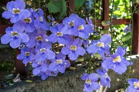Image result for Thunbergia