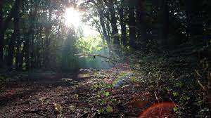 Search, discover and share your favorite nature hd gifs. Bestgifs Makeagif Com The Best Animated Gifs On The Internetthe Most Beautiful Summer Nature Gifs