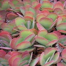 Image result for Kalanchoe glaucescens