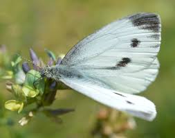 Image result for Pieris napi