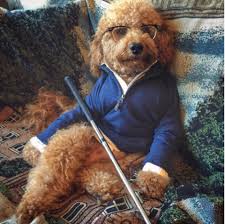 100% made in the usa · holistic & all natural · 60 day money back Samson The Goldendoodle Adorable Goldendoodle Photos