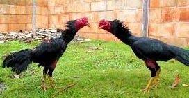 Pin Di Arsenal