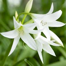 Image result for Crinum paludosum