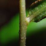 Image result for Lomariopsis guineensis