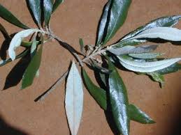 Image result for Brachylaena huillensis