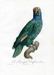Antique print purple capped lory or lorikeet lorius domicella parrot c1874 19th. Jacques Barraband Antique Parrot Prints 1801 Parrots Art Antique Bird Illustration Bird Illustration